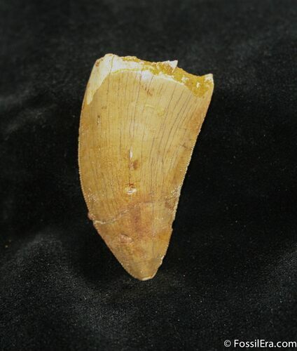 Inch Carcharodontosaurus Tooth - Serrated #714